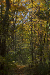 Portrait Style Look Down the Trail