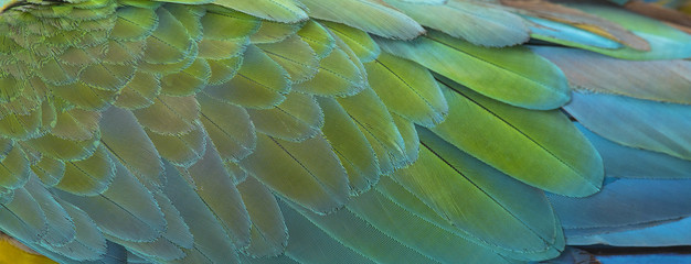 Fototapeta na wymiar Colorful of macaw bird's feathers, exotic nature background and texture ,macaw feathers