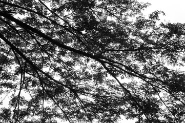 Big tree branch and leaf black & white in the forest