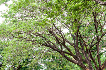 Big tree branch in the forest