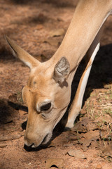 Young Female Lechwe