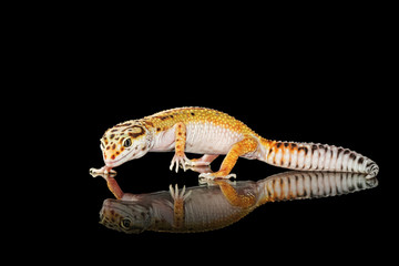 Gecko