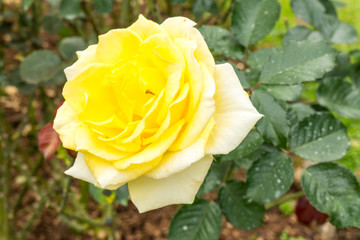 Beautiful yellow rose in a garden