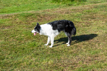 Border collie waits excited for a toy. Picture taken in the Bodmin Moor near Minions in Cornwall.