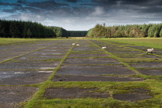 Sheep on an abandoned runway at Davidstow Airfield in Cornwall.