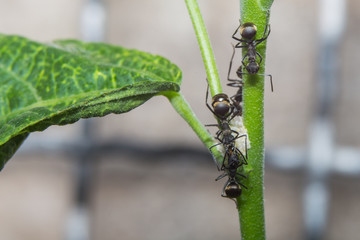 black ants
