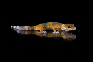 Gecko