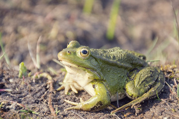 Frosch