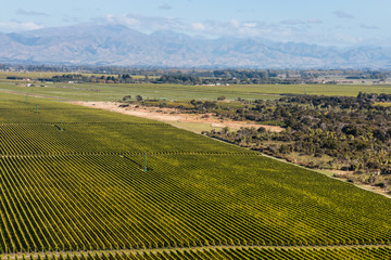 aerial view of rows of grapevine in Marlborough region, New Zealand