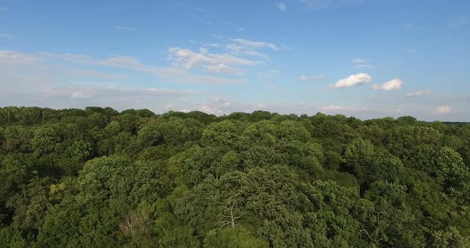 Aerial View of Tree tops Green Pine Forest at High Speed on Sunset, Shot in 4K UHD