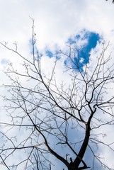 Tree and sky