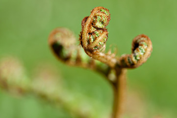 Close up of a treefern frond before it unfurls.
