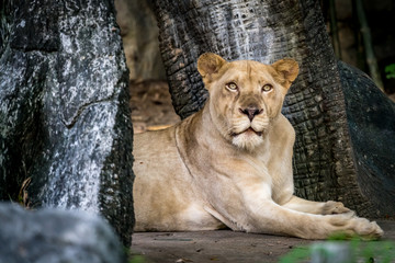 Lioness, Female lion