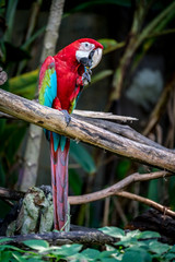 Red macaw on branch
