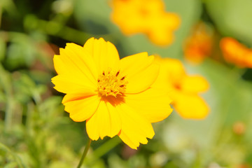 コスモス
