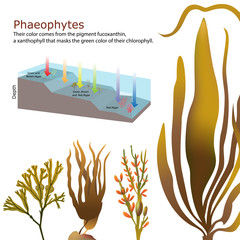 underwater Algae seaweed elements