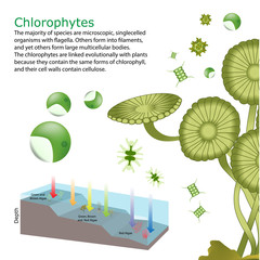 underwater Algae seaweed elements