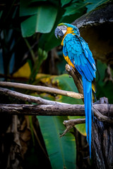 Blue macaw on branch