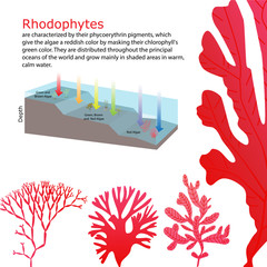 underwater Algae seaweed elements © trgrowth