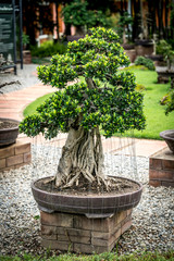 Green bonsai on blur background