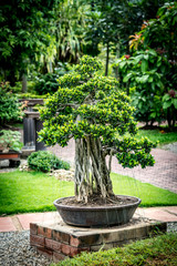 Green bonsai on blur background