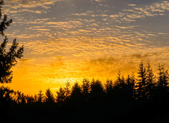 Fototapeta premium Sunset trres