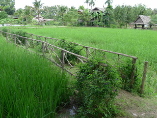 walk way in Paddy rice