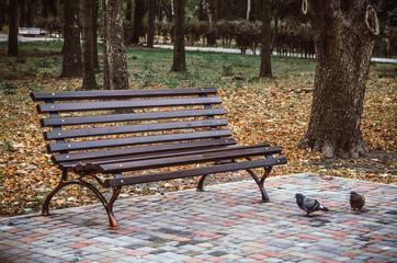 Одинокая скамья в осеннем парке