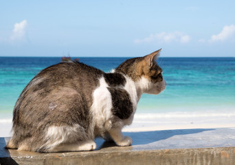 Cute cat on the  beach