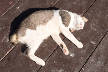 Cute cat on the  beach