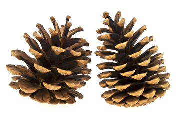 Beautiful pine cones isolated on a white background