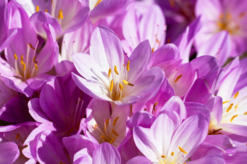 Fototapeta na wymiar lilac autumn crocus flowers blooming in the garden