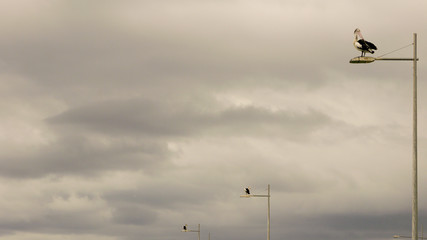 Pelikan auf Straßenlampe, Victoria in Australien