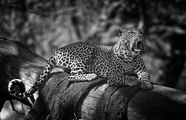 Wandcirkels tuinposter leopard resting on a tree, Lake Naivasha © robru