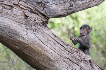 Funny baby monkey in a boxer's pose on a tree in the African savannah