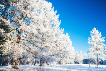 Trees with hoarfrost in the forest