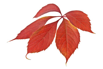 Red autumn leaf isolated on white background