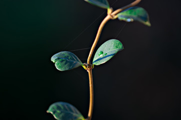 Green leaves on a stalk, with a droplet of water and silky spiderweb thread, on a dark background.
