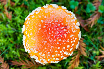 Close up detail of red and white spotted fly agaric mushroom toadstool fungus growing on grass in autumn after rain and damp 