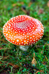 Close up detail of red and white spotted fly agaric mushroom toadstool fungus growing on grass in autumn after rain and damp 