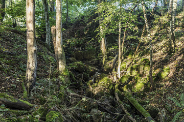 sunrise in the wilderness of a valley in the forest