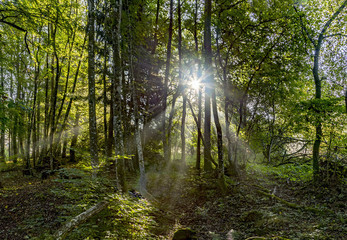 Obraz premium wschód słońca na pustyni w dolinie w lesie