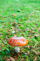 Close up detail of red and white spotted fly agaric mushroom toadstool fungus growing on grass in autumn after rain and damp 