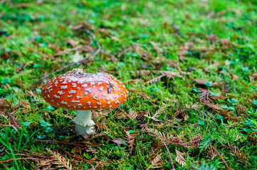 Close up detail of red and white spotted fly agaric mushroom toadstool fungus growing on grass in autumn after rain and damp 