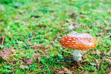 Close up detail of red and white spotted fly agaric mushroom toadstool fungus growing on grass in autumn after rain and damp 