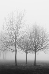 Black and white image of and outline of trees in a park in the fog and mist in winter