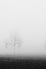 Black and white image of and outline of trees in a park in the fog and mist in winter