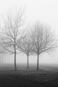 Black and white image of and outline of trees in a park in the fog and mist in winter