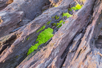 moss on old wood