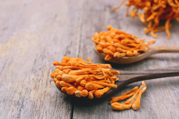 dried cordyceps militaris mushroom on wooden spoon.  © mamsizz
